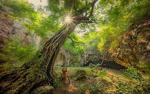 green leafed tree, nature, landscape, sun rays, trees