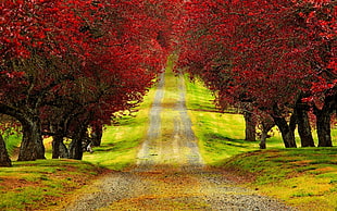 pathway surrounded by trees, nature, landscape