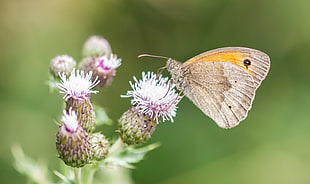 Gatekeeper butterfly perched on white flower in closeup photo, meadow brown