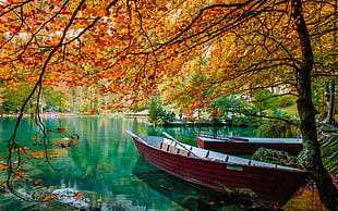two red canoe on blue body of water surround trees photo