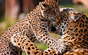leopards photo HD wallpaper