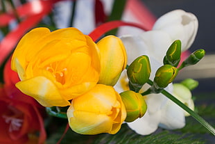photo of three yellow orchids