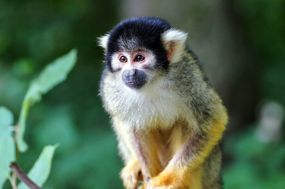 brown and black monkey HD wallpaper