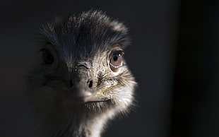 close-up photo of chick