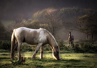white horse eating grass HD wallpaper