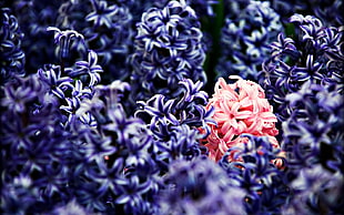 purple and red hyacinth flower in closeup photography