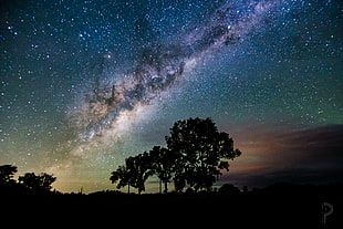photo of silhouette tree under starry night