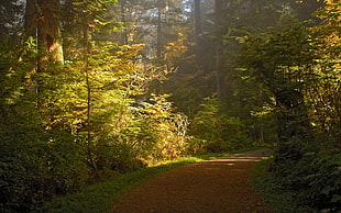 green leaf plants, nature, landscape, path, trees