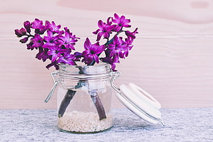 still life photography of purple petaled flower on clear air tight glass mason jar vase