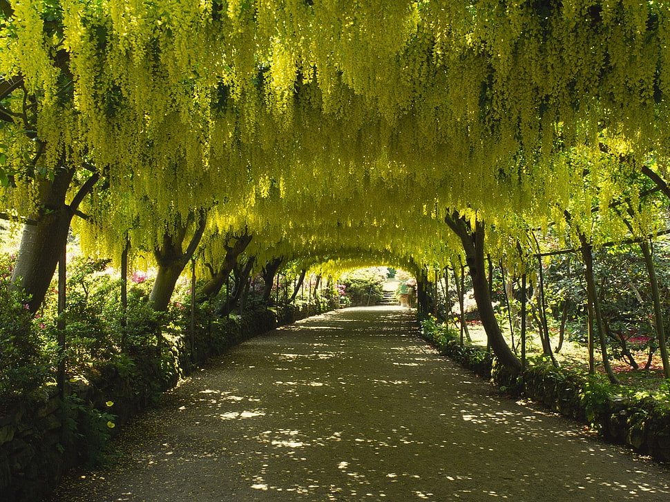 passageway underneath yellow leaf trees during daytime photo HD wallpaper