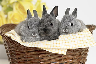 three grey rabbits
