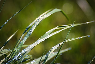 close up photo of green grass with water drops HD wallpaper