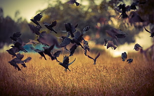 flock of black birds above brown grassfield