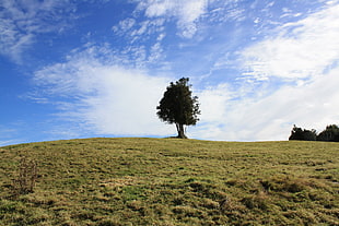 tree on top of hill under the cumulus clouds during day time