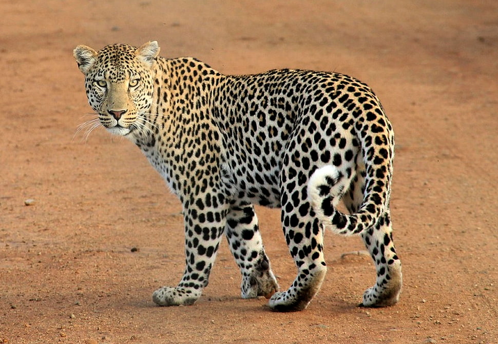 leopard on brown sand during daytime HD wallpaper