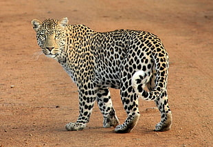 leopard on brown sand during daytime