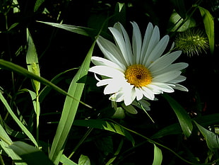 white daisy flower HD wallpaper