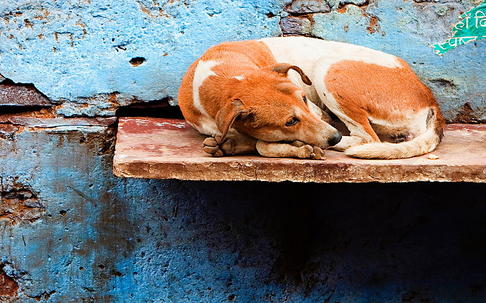 Dog,  Down,  Wall,  Dream HD wallpaper