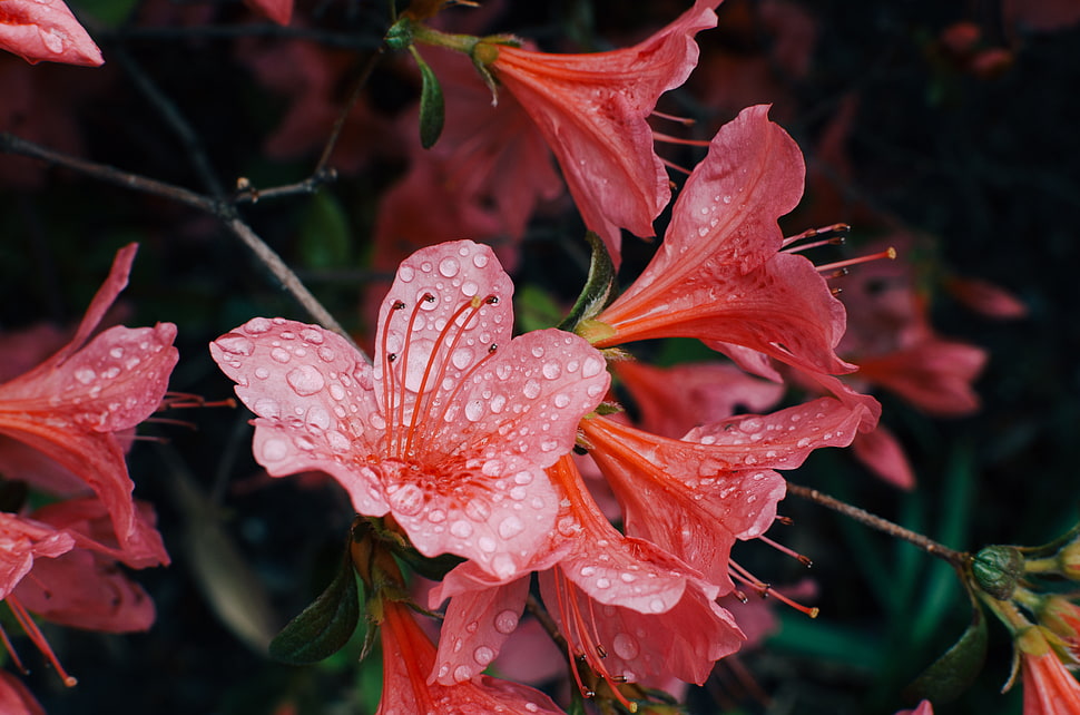 red azalea flowers, Flowers, Drops, Petals HD wallpaper