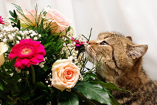 brown cat near pink Gerbera and white Rose flowers