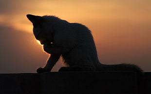 silhouette of kitten at golden hour