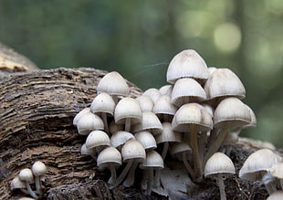 selective and closeup photo on white mushrooms, fungi