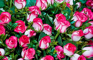 pink and white Roses HD wallpaper