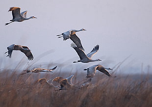 flock of gray birds flying during sunset