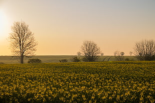 trees beside yellow flower field HD wallpaper