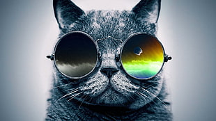 black fur cat wearing sunglasses