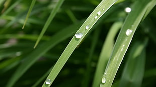 green leaf plant with dew drop