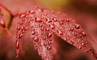 macro photography of water drops on red petals