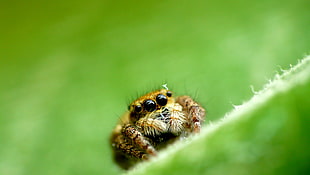 brown spider on green leaf, jumping spider