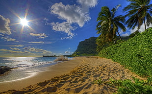 green coconut trees, nature, photography, landscape, beach