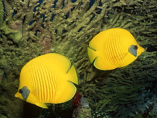 two yellow fishes, sea, underwater, coral, fish HD wallpaper