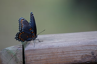 black and brown monarch butterfly perched in brown log HD wallpaper