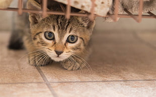 silver tabby kitten