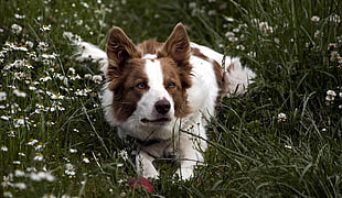 red and white Border Collie lying down on daisy flower field