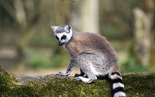ring-tailed lemur in shallow focus photography