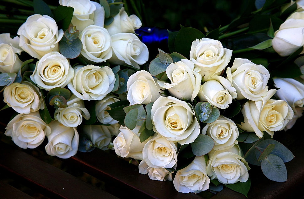 two bouquets of white roses HD wallpaper