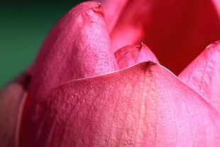 pink petals, lotus HD wallpaper