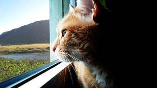 orange tabby cat beside clear glass window with view of lake and mountain during daytime
