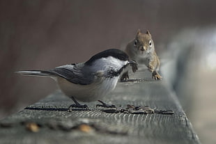 black and gray bird on black wooden surface