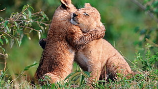 two lion cubs playing on green grass field during daytime HD wallpaper
