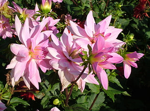pink Dahlia flowers