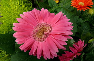 pink Gerbera flower in closeup photography HD wallpaper