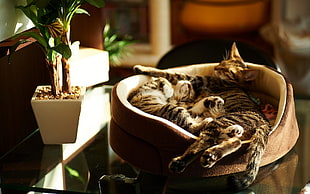 two brown tabby cats sleeping on brown pet bed
