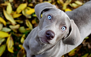 gray American Pit Bull Terrier with blue eyes