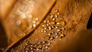 selective focus photography of dried leaf with dews HD wallpaper