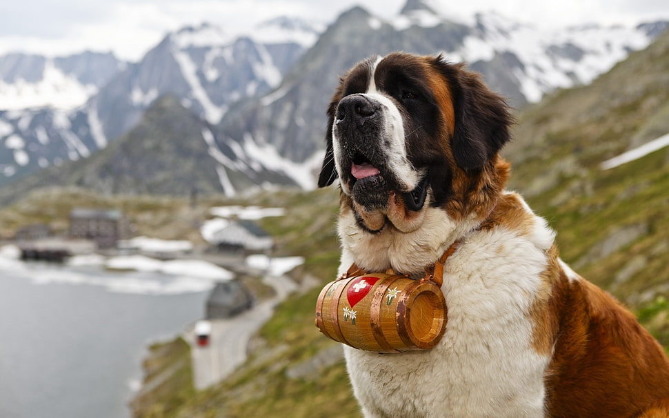 tan and white St. Bernard beside mountain ] HD wallpaper